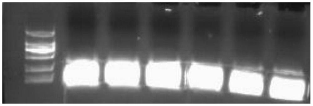 A dna molecular weight standard fragment amplification single-stranded primer, amplification method and preparation method of dna molecular weight standard