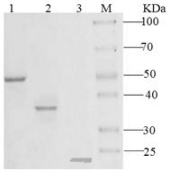 A kind of method of highly efficient full degradation polycaprolactone