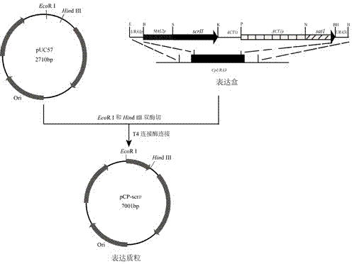 Method for using recombinant candida parapsilosis strain to efficiently prepare (S)-phenyl glycol