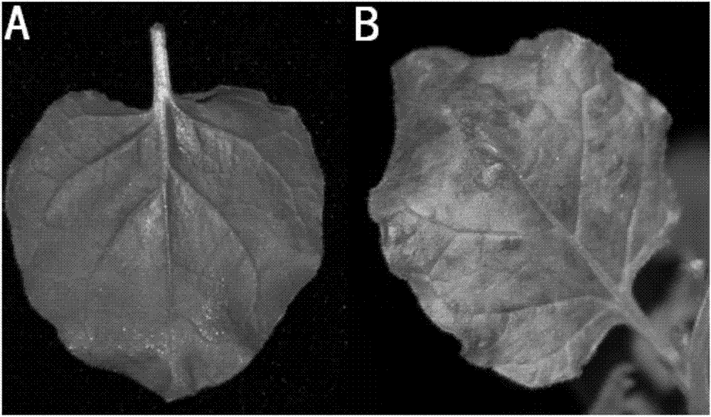 Obtaining method of soybean mosaic virus infecting tobacco, and application of soybean mosaic virus infecting tobacco