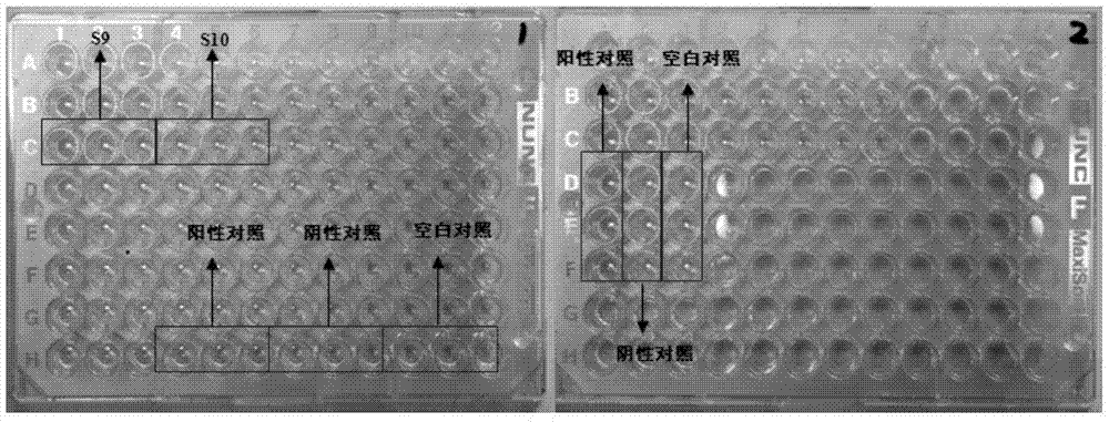 Obtaining method of soybean mosaic virus infecting tobacco, and application of soybean mosaic virus infecting tobacco