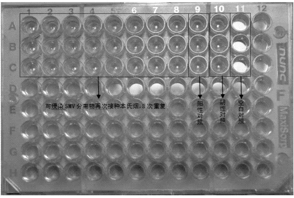 Obtaining method of soybean mosaic virus infecting tobacco, and application of soybean mosaic virus infecting tobacco