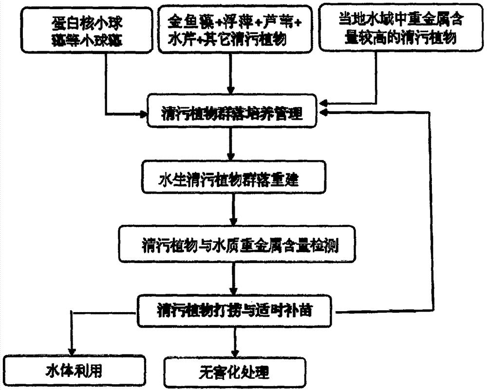 Comprehensive biological treatment method of heavy metals in sewage by using chlorella