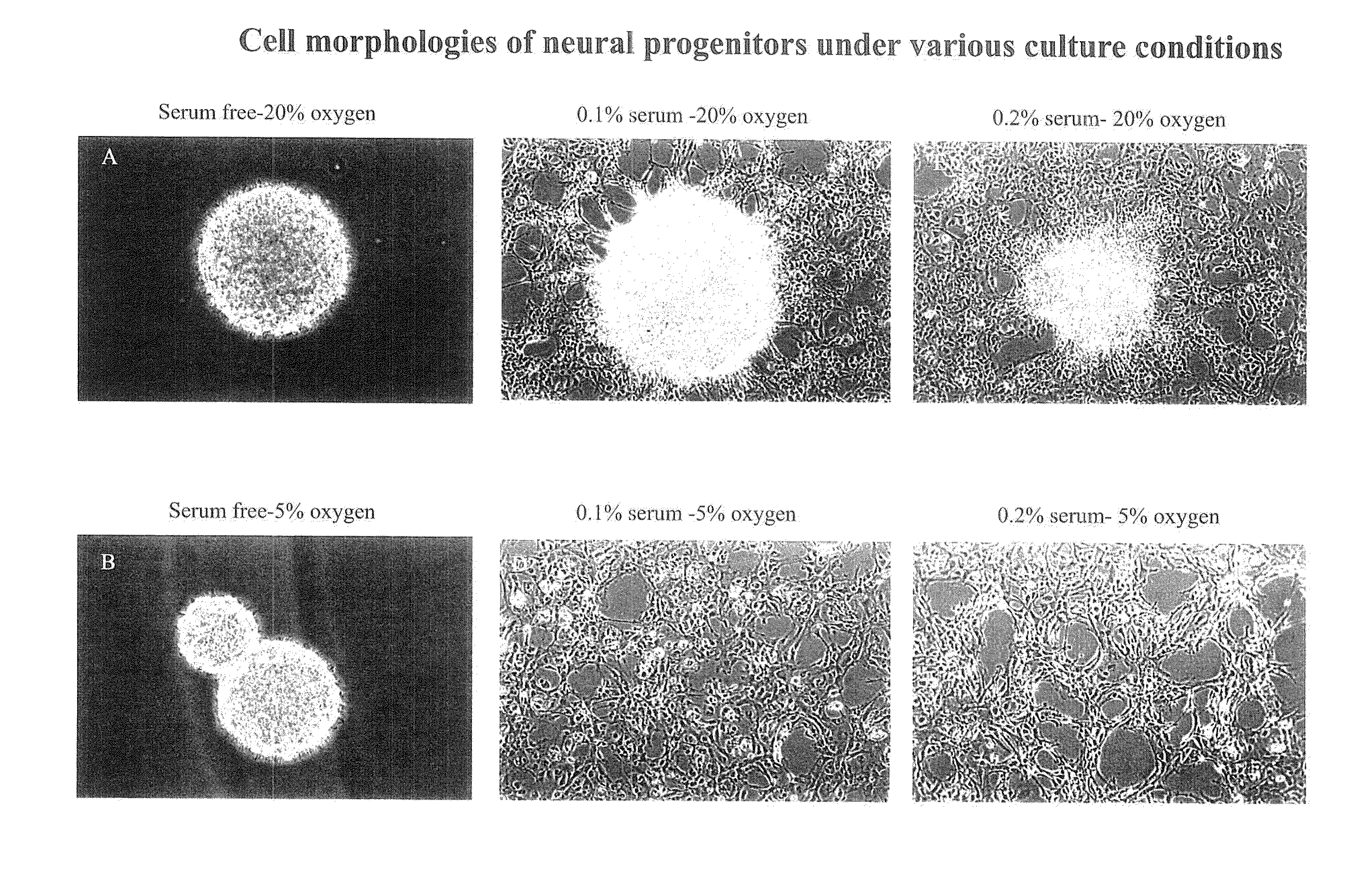 Compositions of stem cells and stem cell factors and methods for their use and manufacture