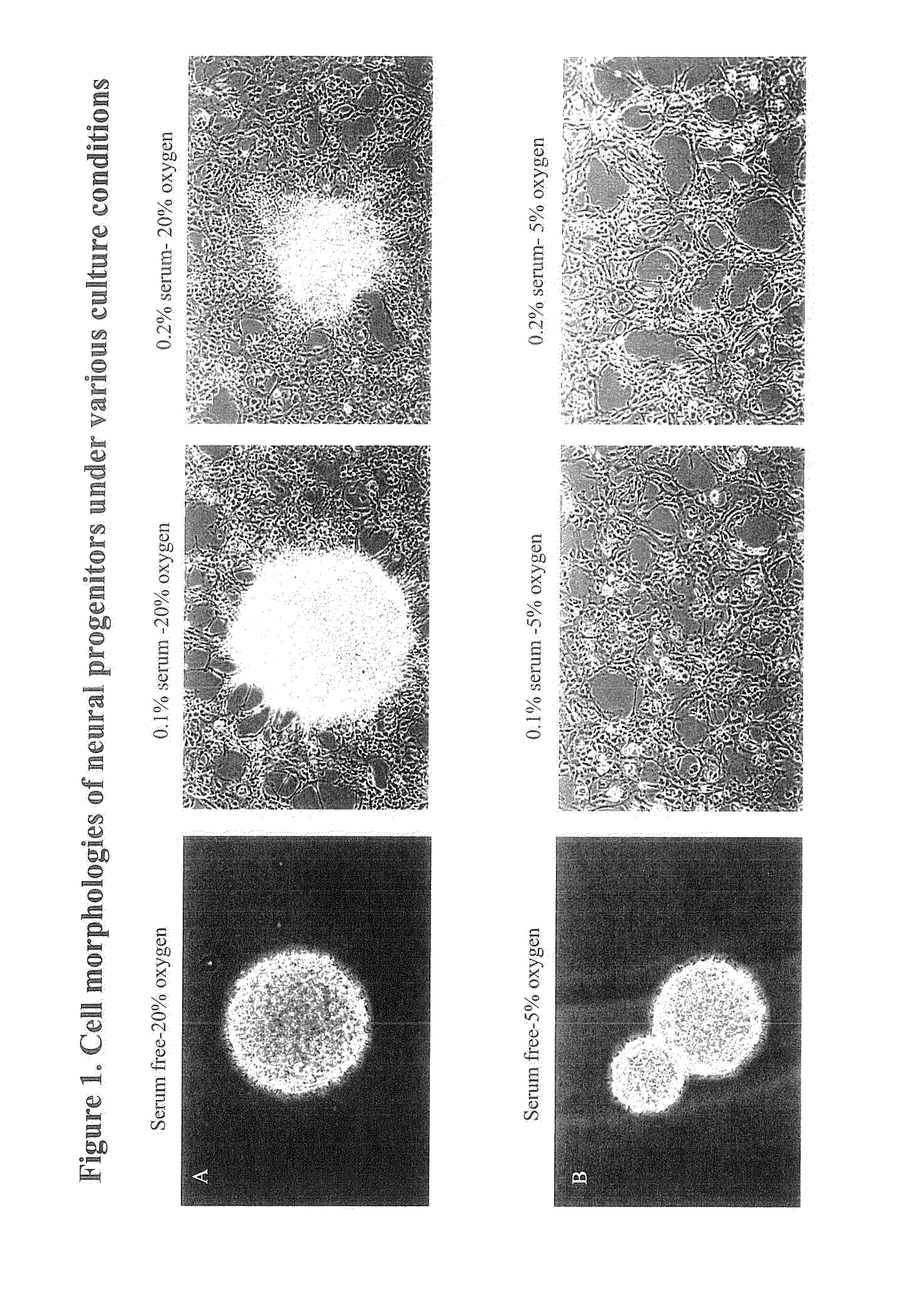 Compositions of stem cells and stem cell factors and methods for their use and manufacture