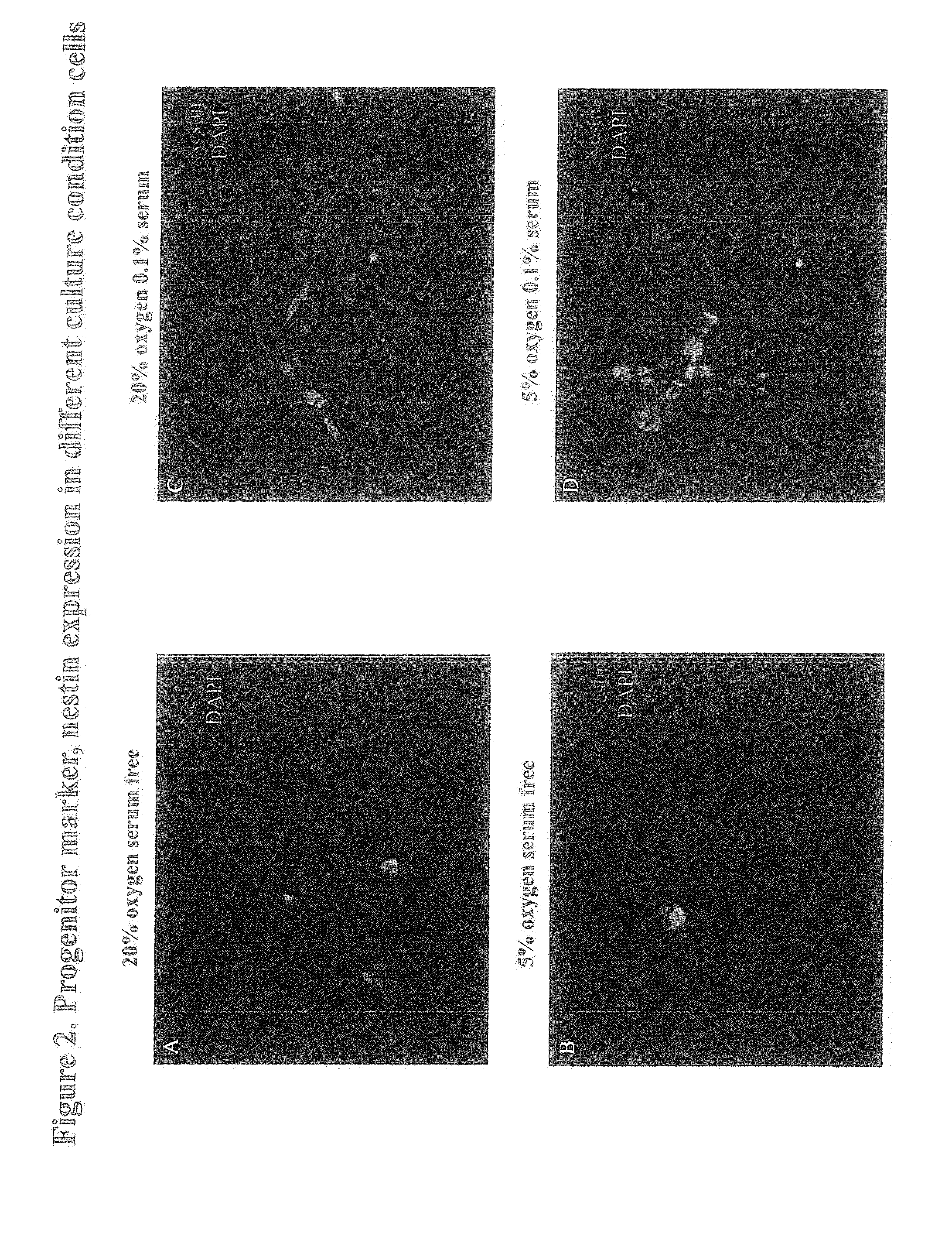 Compositions of stem cells and stem cell factors and methods for their use and manufacture