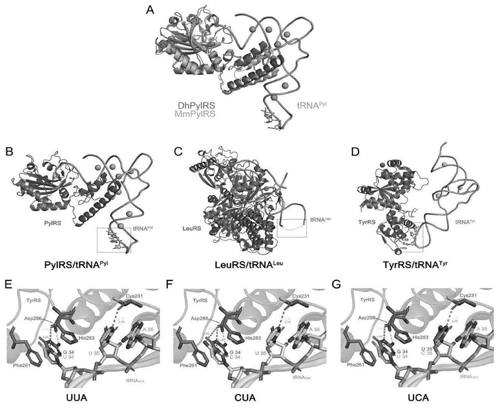 A kind of preparation method of protein containing non-natural amino acid