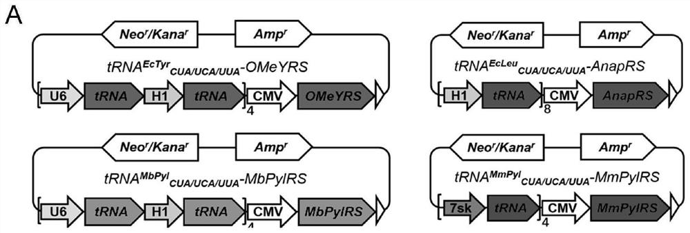 A kind of preparation method of protein containing non-natural amino acid