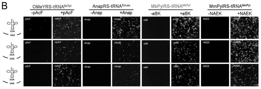 A kind of preparation method of protein containing non-natural amino acid