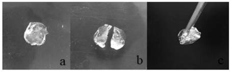 Preparation method of modified polysaccharide hydrogel and prepared modified polysaccharide hydrogel