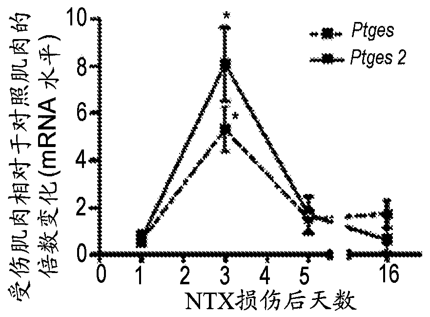 Compositions and methods for preventing or treating muscle conditions