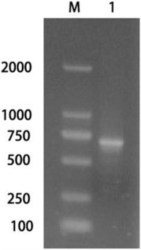 HPV16E7 protein nano-antibody as well as preparation method and application thereof