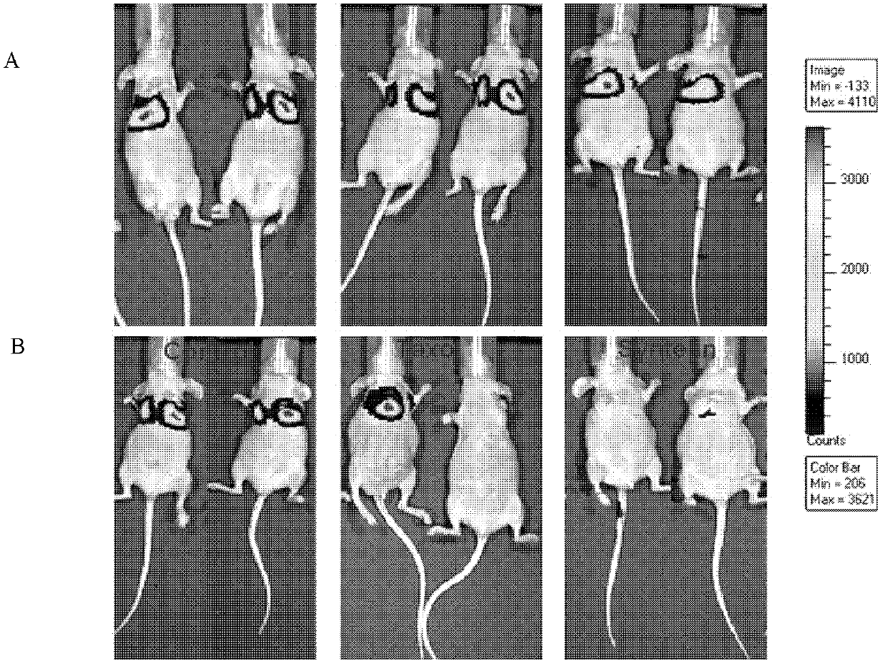 Application of moving point motor protein small molecular inhibitor to inhibition of tumor cell proliferation