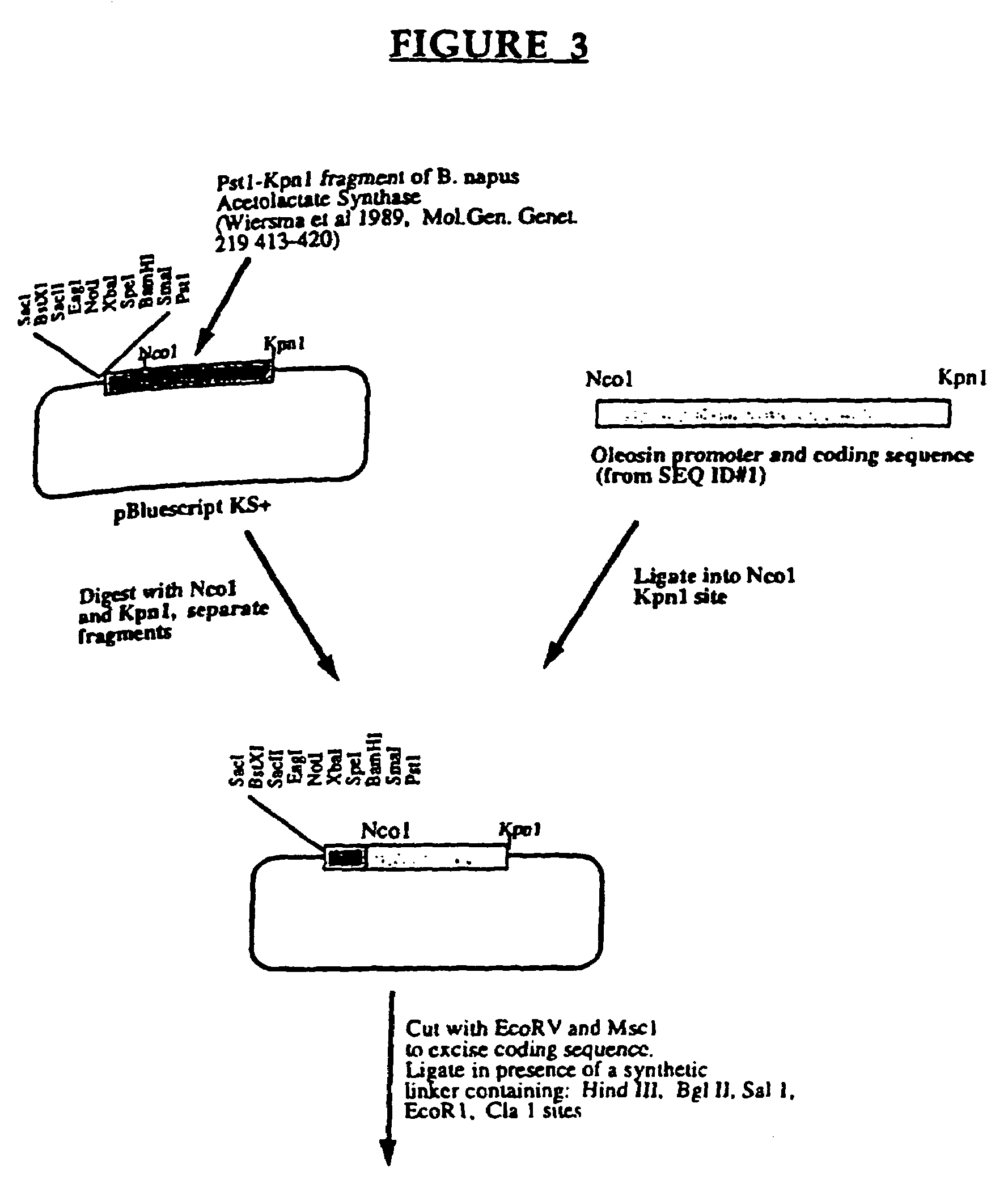 Preparation of heterologous proteins on oil bodies