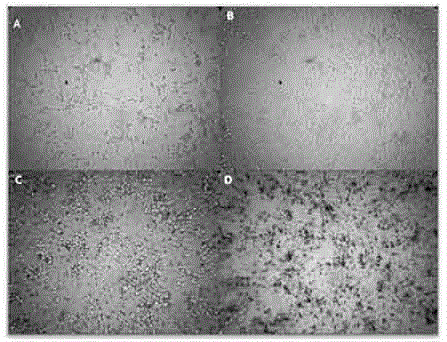 Bio-safety evaluation method of nano zinc oxide based on Caco-2 cells