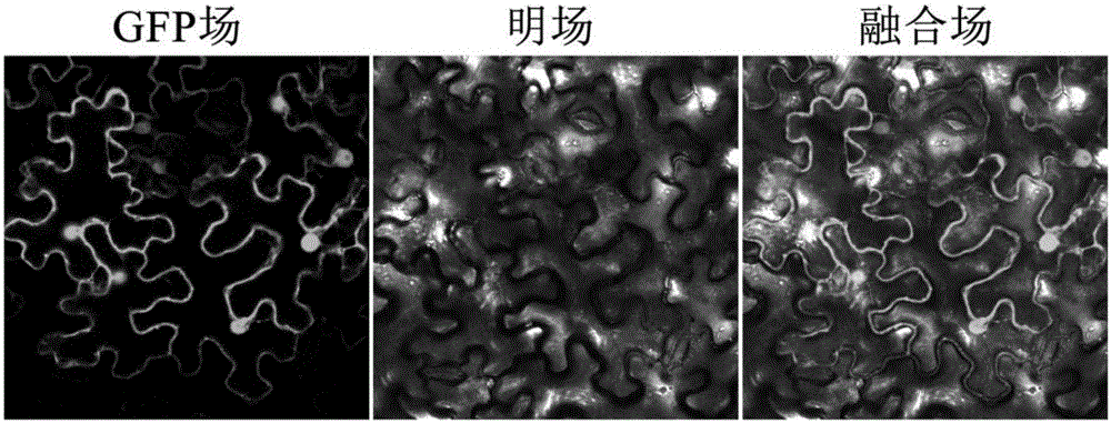 Eggplant flavanone 3-hydroxylase SmF3H as well as gene and application thereof