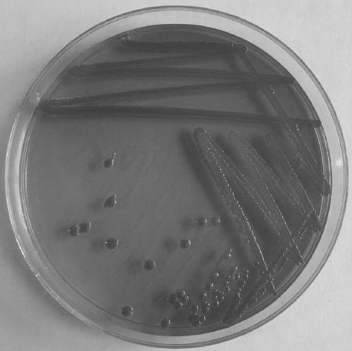 Pseudomonas chlororaphis and culture method and applications thereof