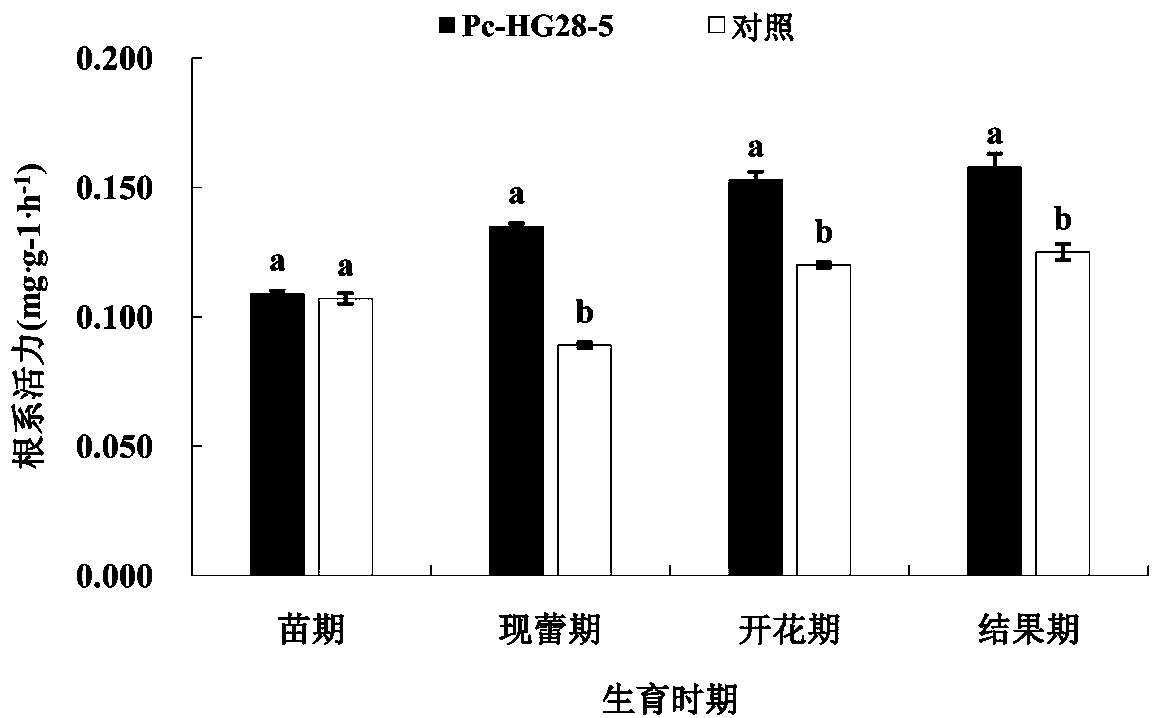 Pseudomonas chlororaphis and culture method and applications thereof