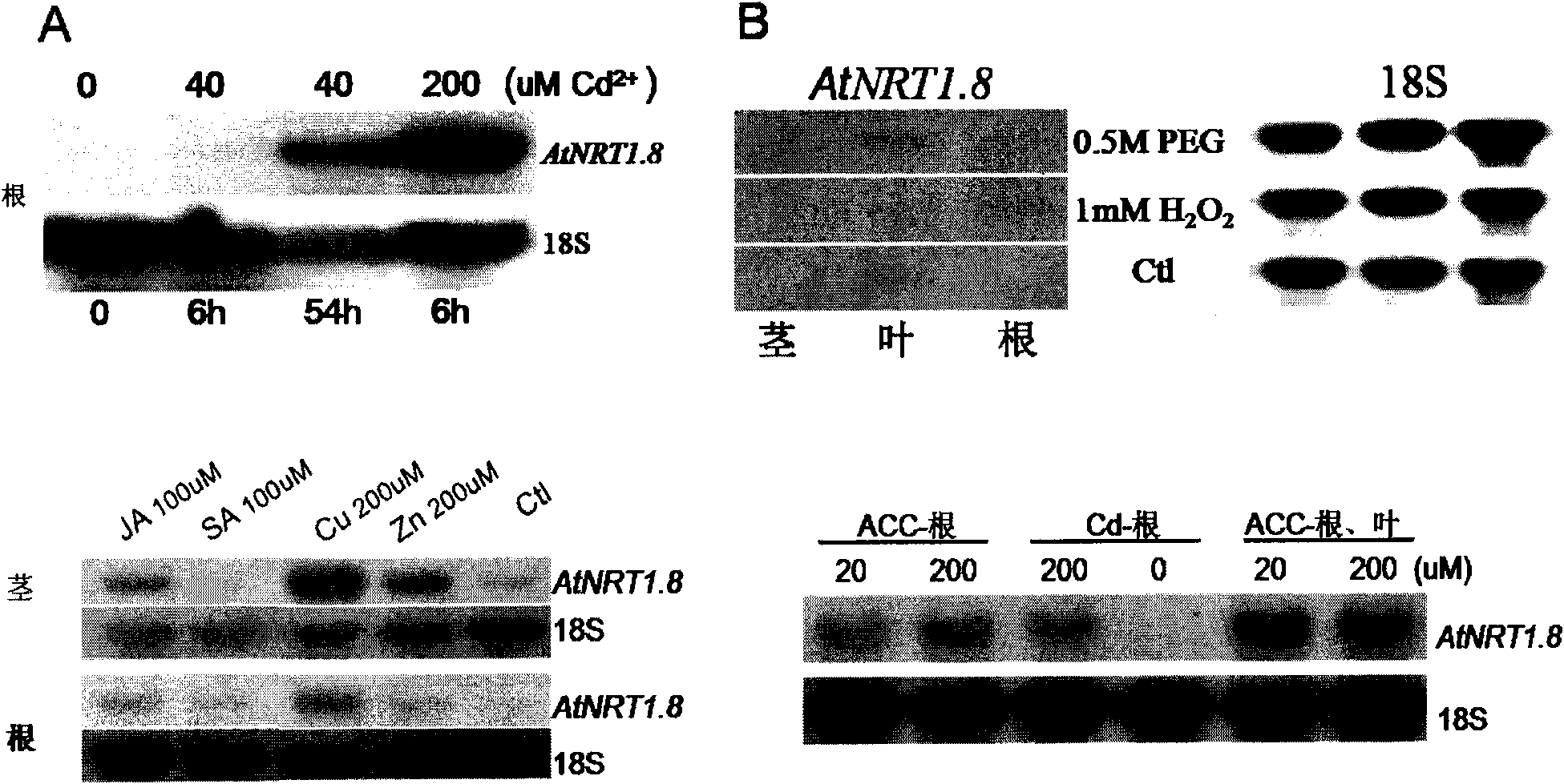 Application of AtNRT1.8 gene to strengthening resistance of crops to stress of heavy metals or salts