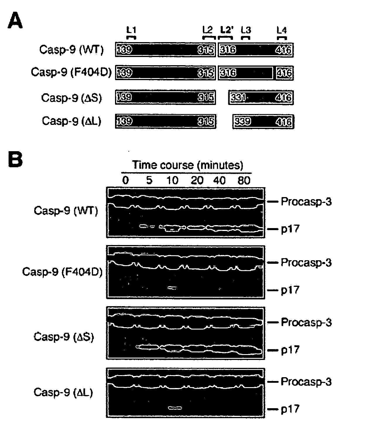 Caspase-9 : BIR domain of XIAP complexes and methods of use