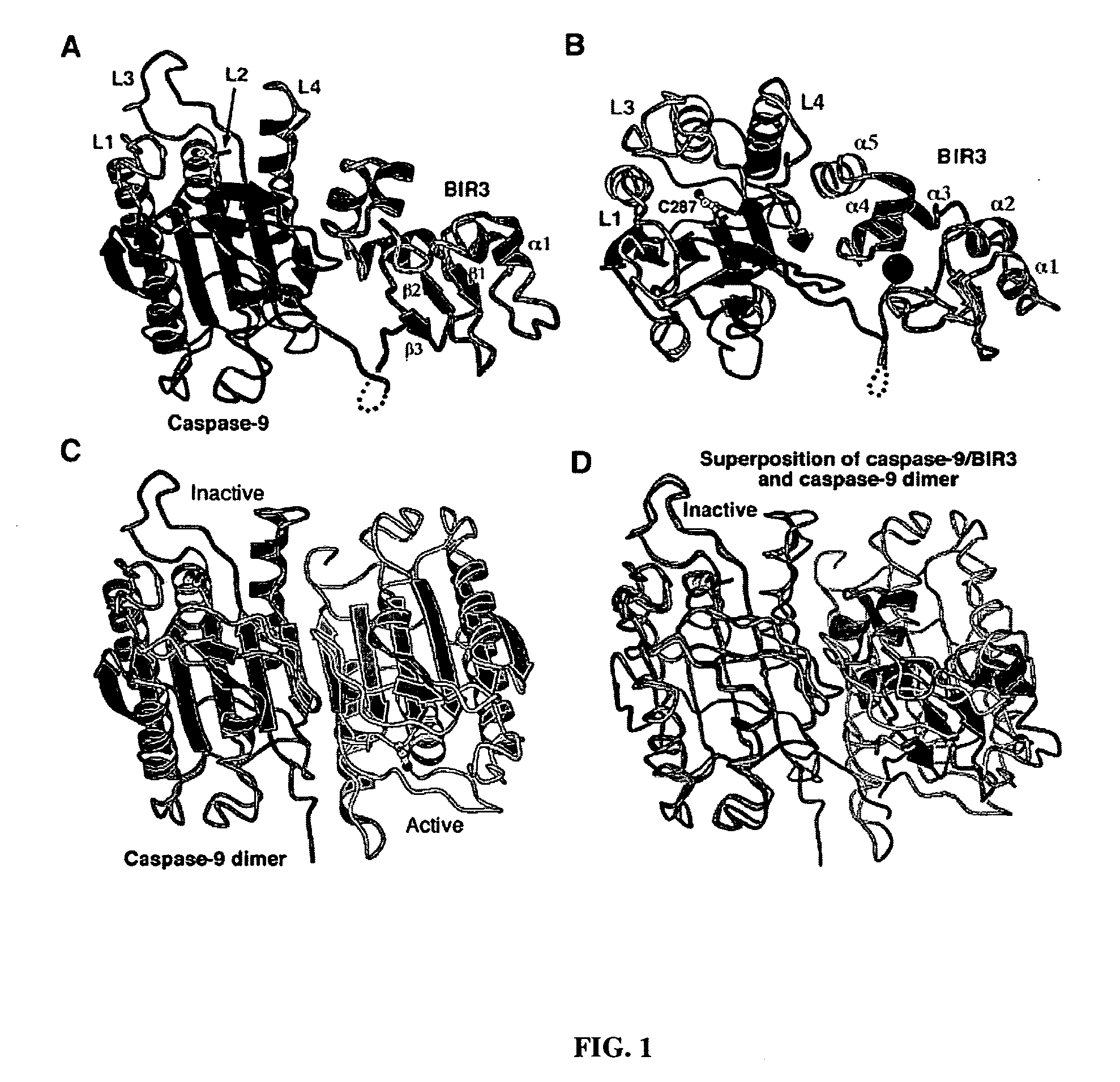 Caspase-9 : BIR domain of XIAP complexes and methods of use