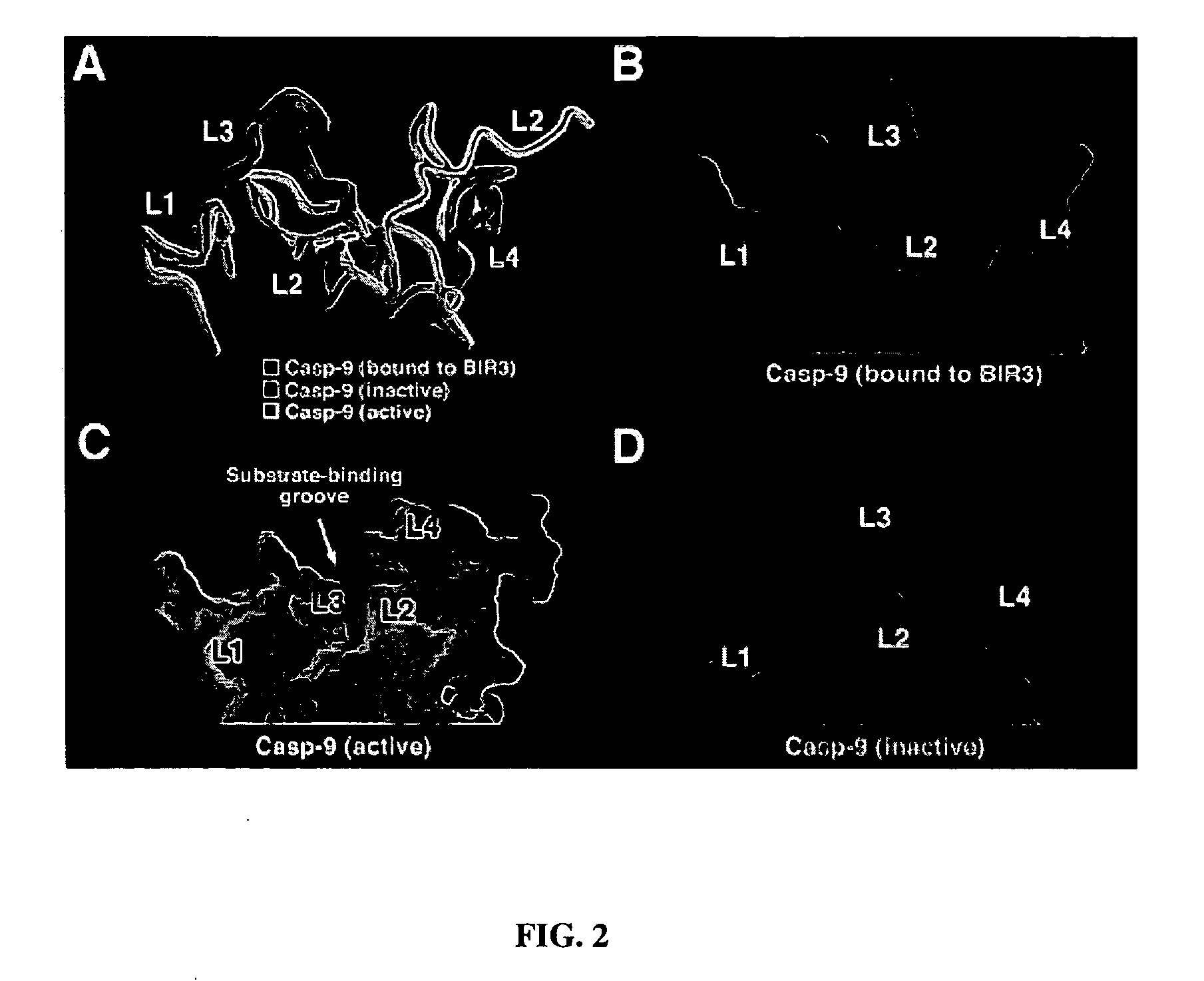 Caspase-9 : BIR domain of XIAP complexes and methods of use