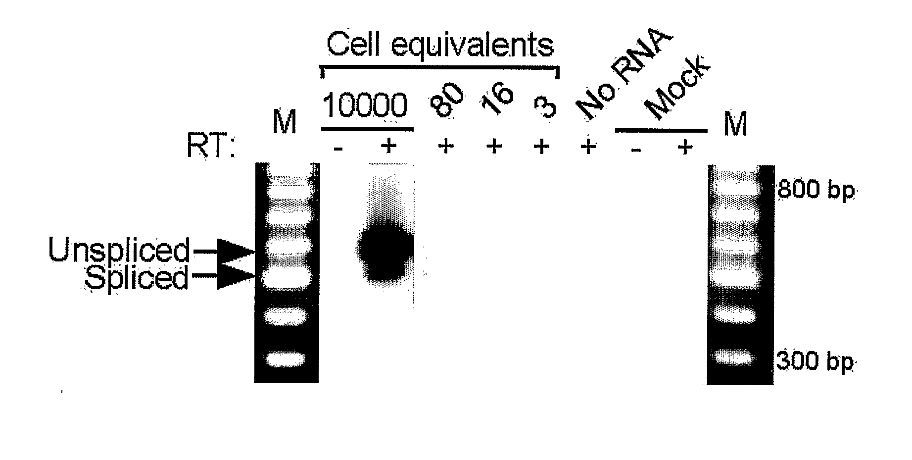 Latent phase viral interleukin-10-(VII-10) and uses thereof