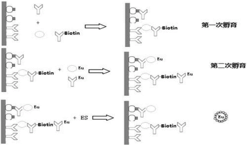 Diagnostic kit for jointly detecting HIV antigen and HIV antibody and preparation method of diagnostic kit