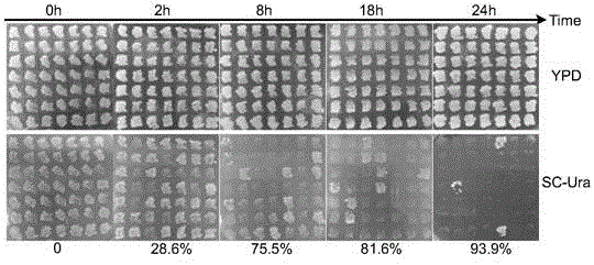 Method for knocking out fungus genes