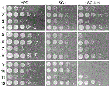 Method for knocking out fungus genes