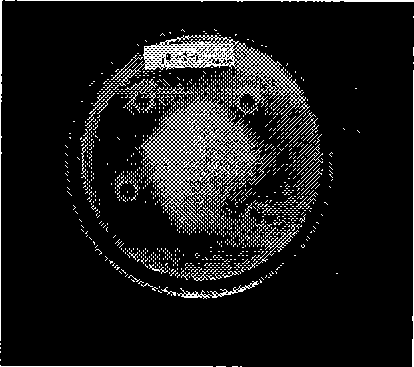 Bacterial strain for preventing and controlling tobacco black shank and bacterium agent thereof