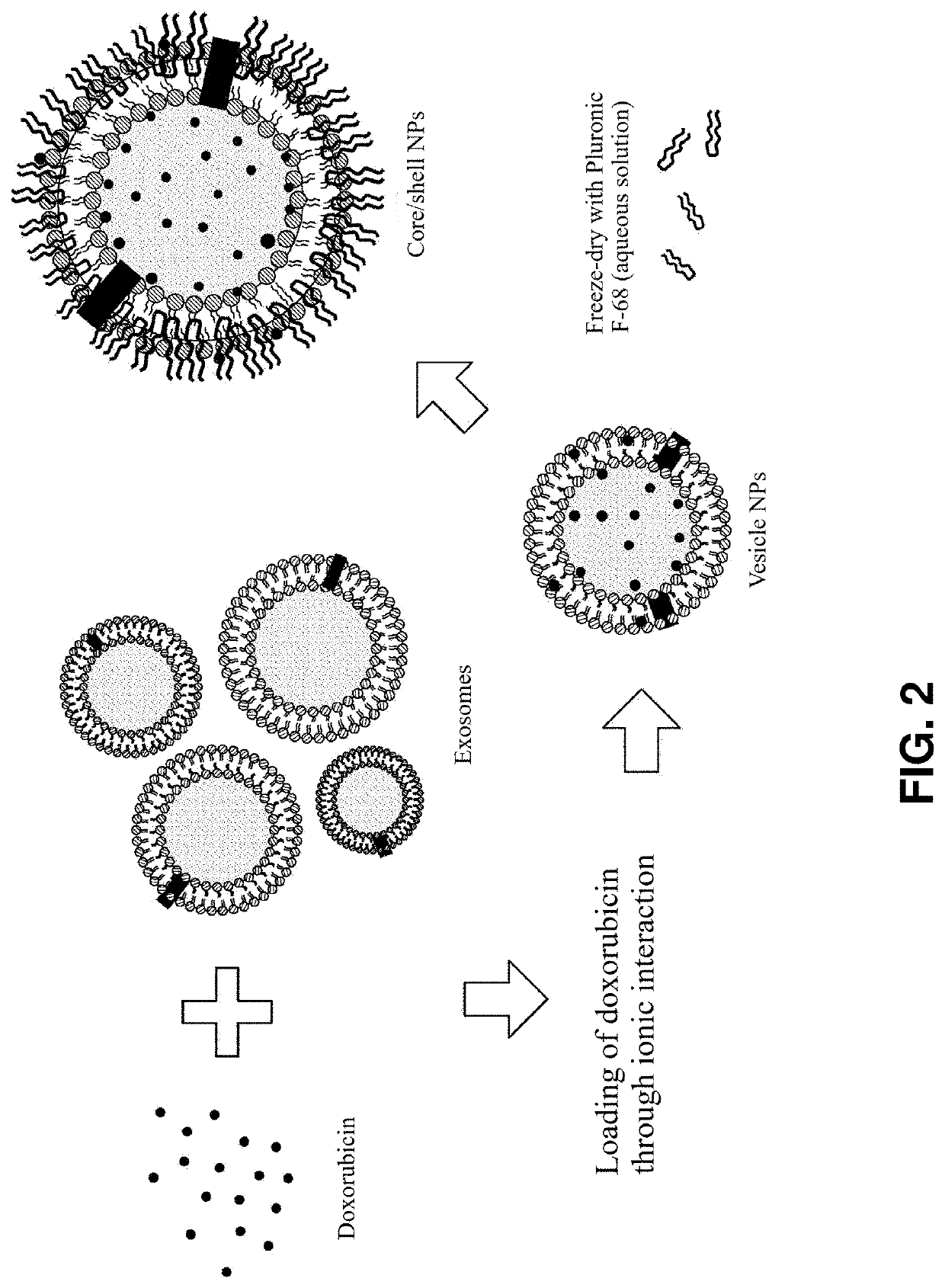 Exosome-based nanoparticle composite and method for preparing the same