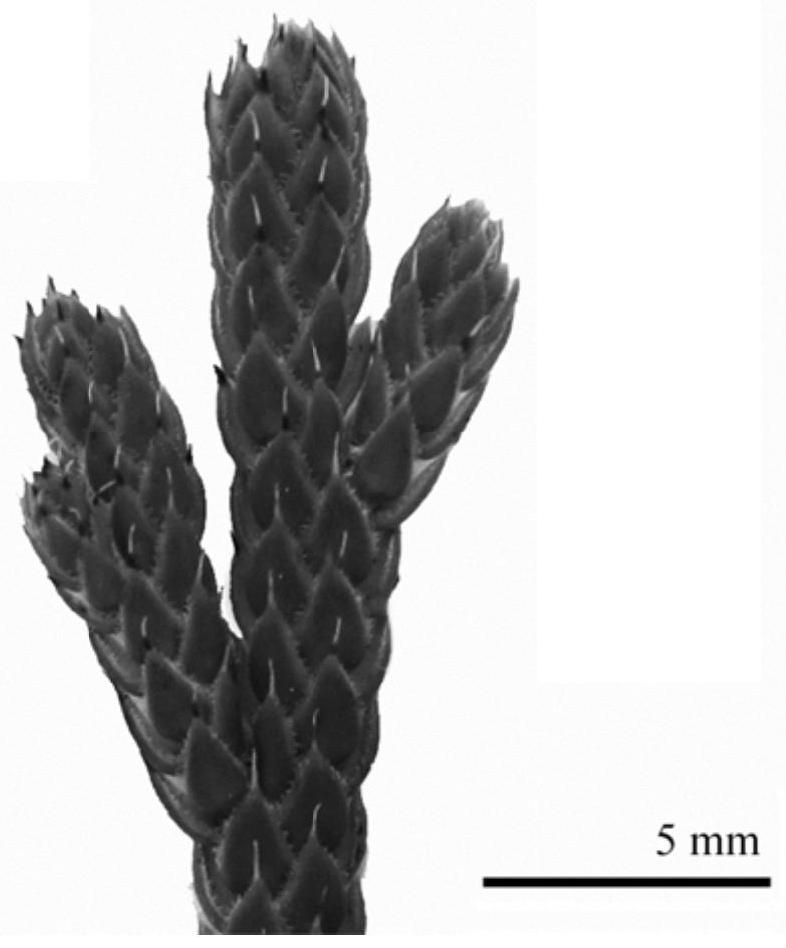 A kind of tissue culture propagation method of resuscitated plant Selaginella mats