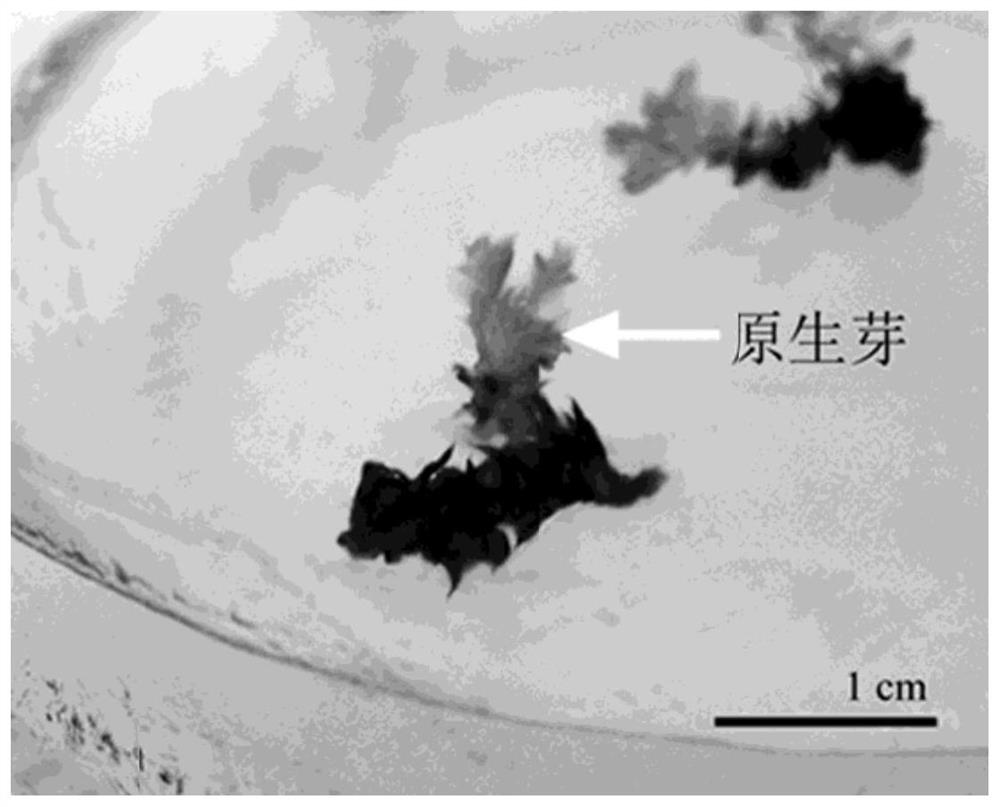 A kind of tissue culture propagation method of resuscitated plant Selaginella mats