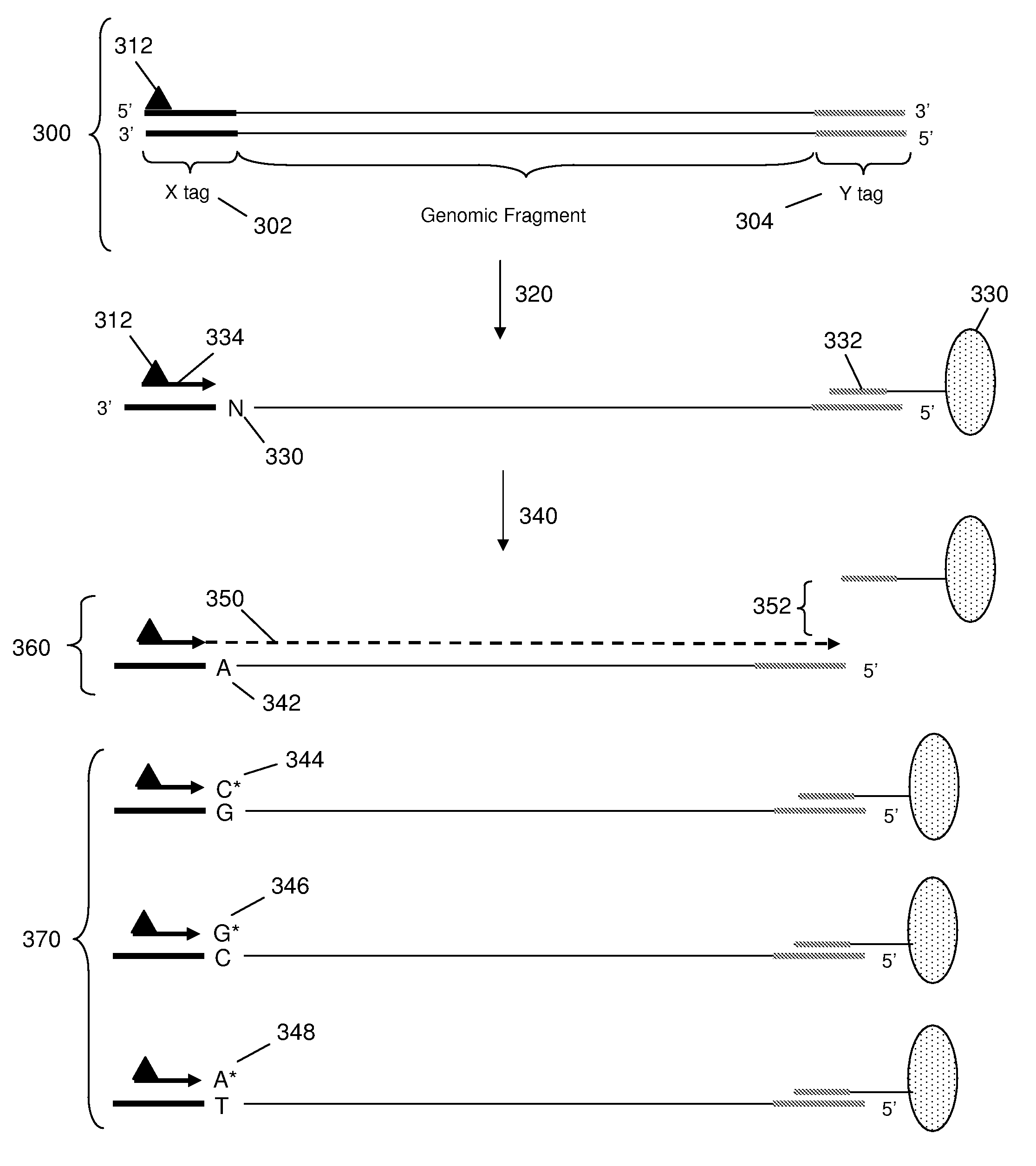 Methods and compositions for reducing the complexity of a nucleic acid sample