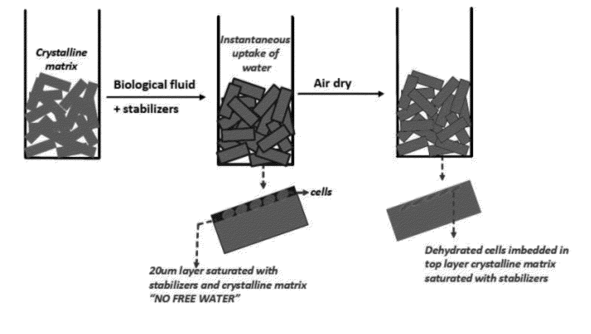 Stabilized chemical dehydration of biological material