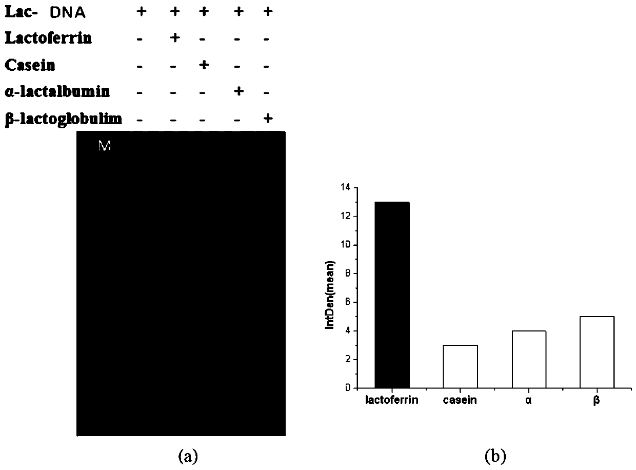 Gel electrophoresis detection method and kit for lactoferrin content