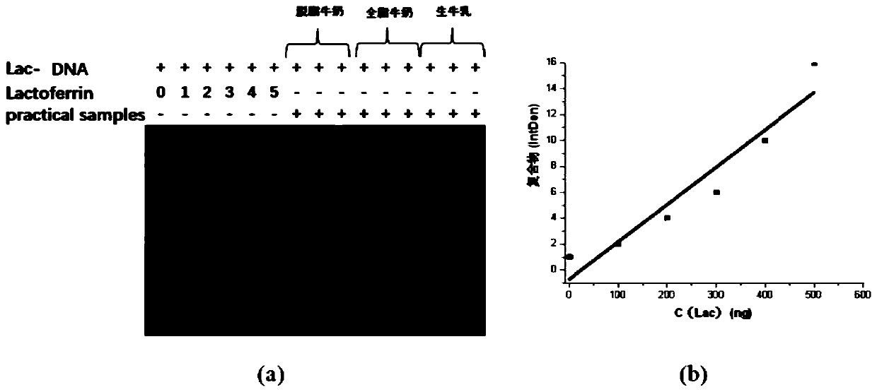 Gel electrophoresis detection method and kit for lactoferrin content
