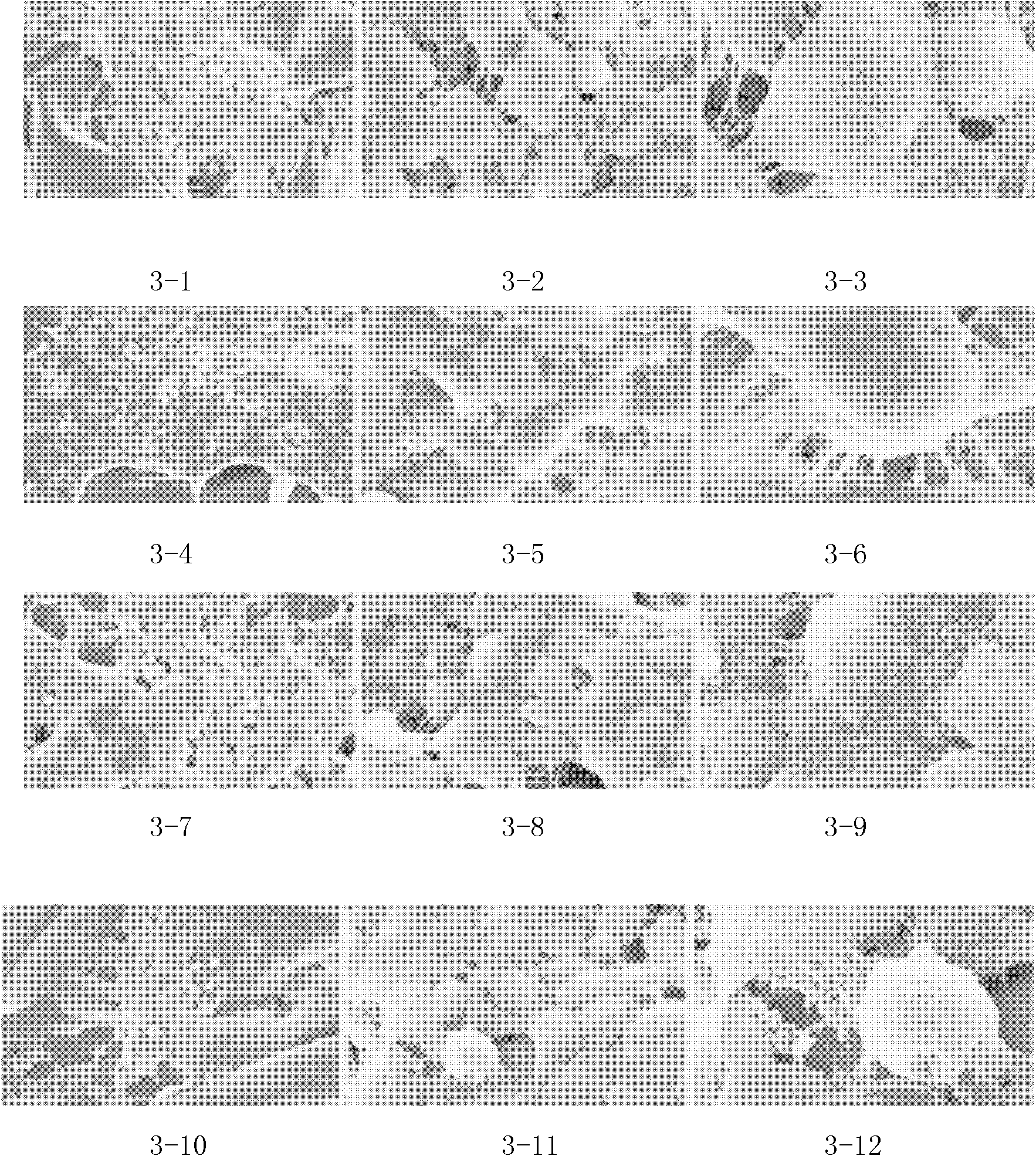 Galactosylated chitosan scaffold material for bioartificial liver and preparation method thereof