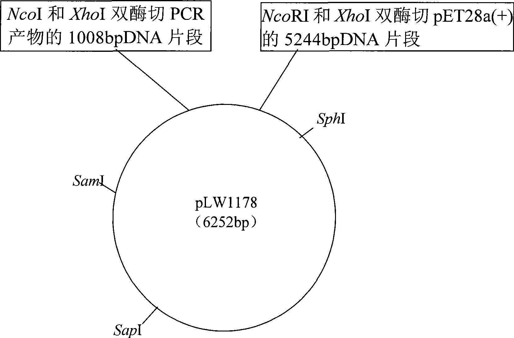 High temperature resistant xylanase XynA2, gene encoding the enzyme and uses thereof