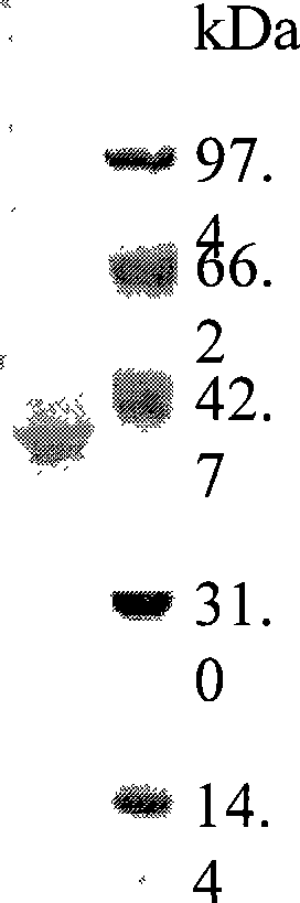 High temperature resistant xylanase XynA2, gene encoding the enzyme and uses thereof