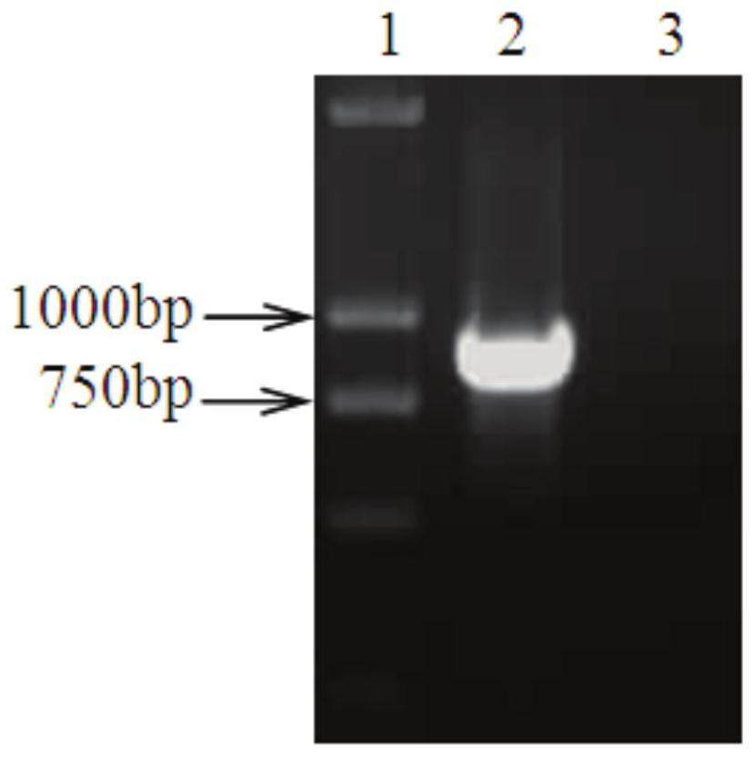 Porcine reproductive and respiratory syndrome virus nsp2 protein nanobody and its application