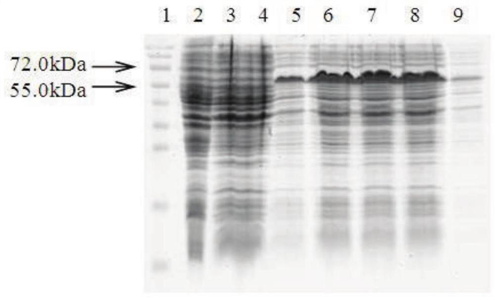 Porcine reproductive and respiratory syndrome virus nsp2 protein nanobody and its application