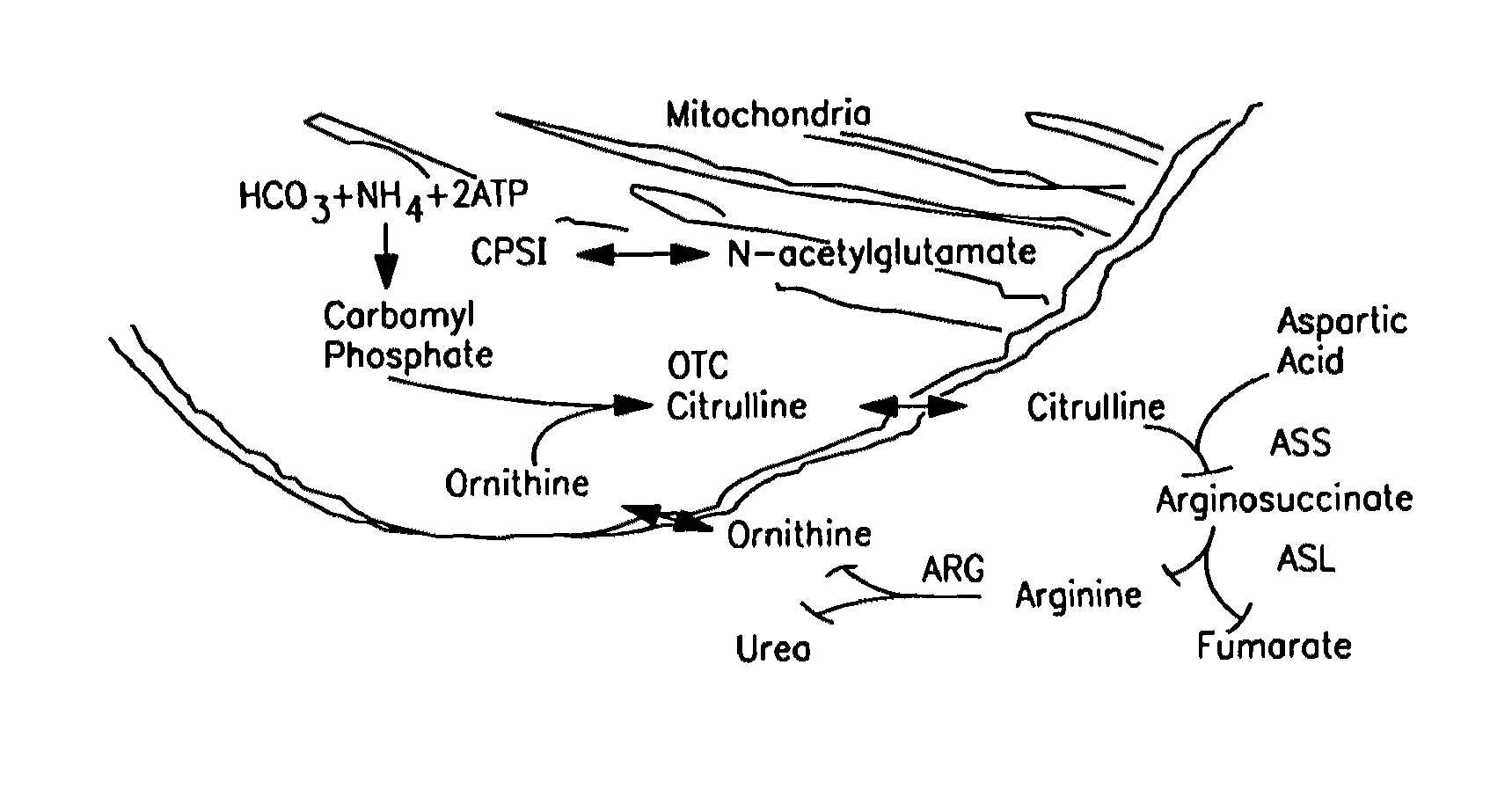 Therapeutic methods employing nitric oxide precursors