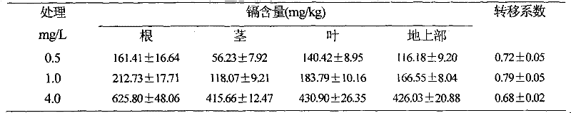 Method for remediating cadmium contaminated soil by using ornamental plant smooth joyweed