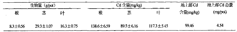 Method for remediating cadmium contaminated soil by using ornamental plant smooth joyweed