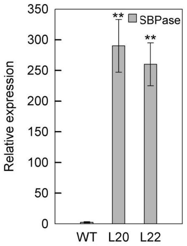 A willow 1,7-bisphosphate sedoheptulose phosphatase and its coding gene and application