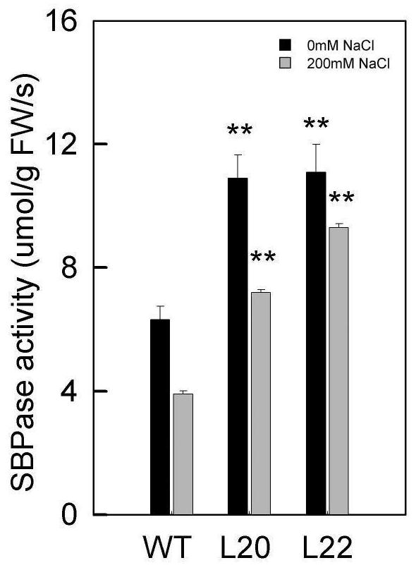 A willow 1,7-bisphosphate sedoheptulose phosphatase and its coding gene and application