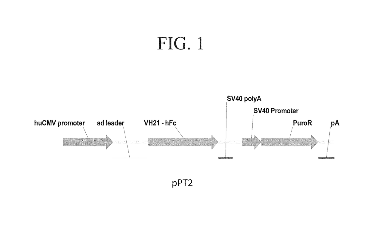 Promoter and regulatory elements for improved expression of heterologous genes in host cells