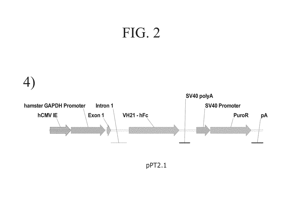 Promoter and regulatory elements for improved expression of heterologous genes in host cells